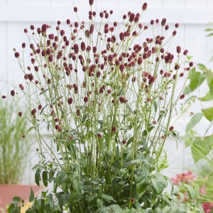 Sanguisorba officianalis 'First Star'