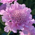 Scabiosa columbaria 'Flutter Rose Pink'