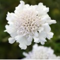 Scabiosa columbaria 'Flutter Pure White'