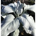 Senecio candicans 'Angel Wings'