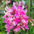 Stachys officianalis 'Pink Cotton Candy'