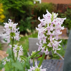 Stachys officianalis 'White Lightning'