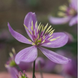 Thalictrum  'Chantilly Lace'
