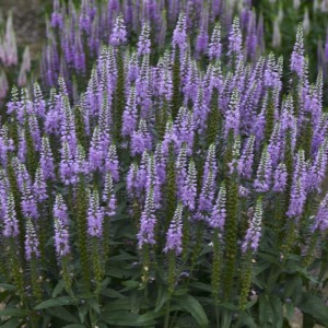 Veronica longifolia 'Lavender Lightsaber'