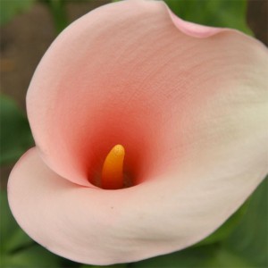 Zantedeschia aethiopica 'Flamingo'